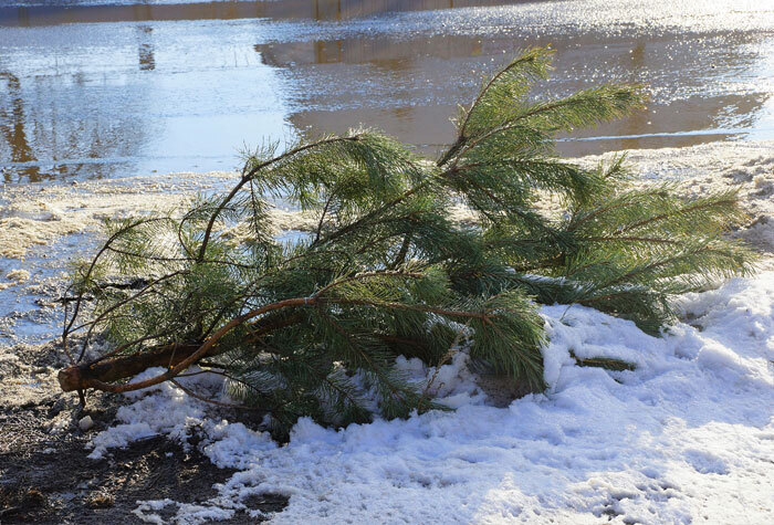 pine tree limb sitting on the ground next to a body of water