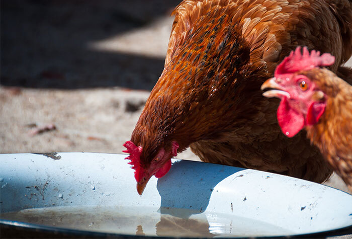 Chicken drinking water out of large water bowl.