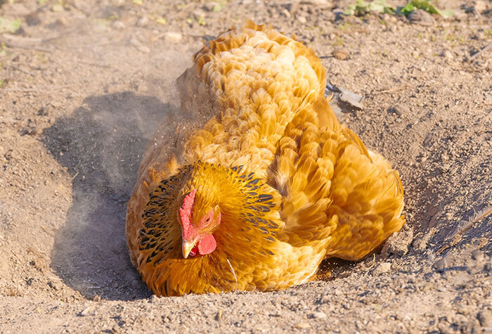 Chicken dusting in the dirt.