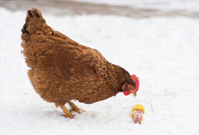 Chicken pecking at a piece of corn on the cob.