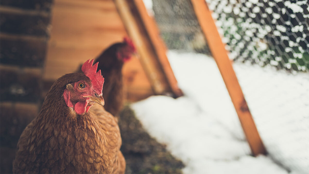 Two chickens sitting in a chicken coop with snow outside getting ready for winter.
