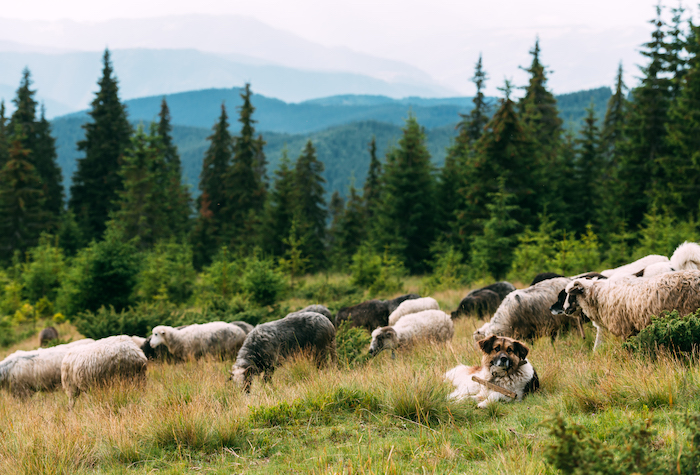 Brown herding dog lying in the grass near its herd of sheep.