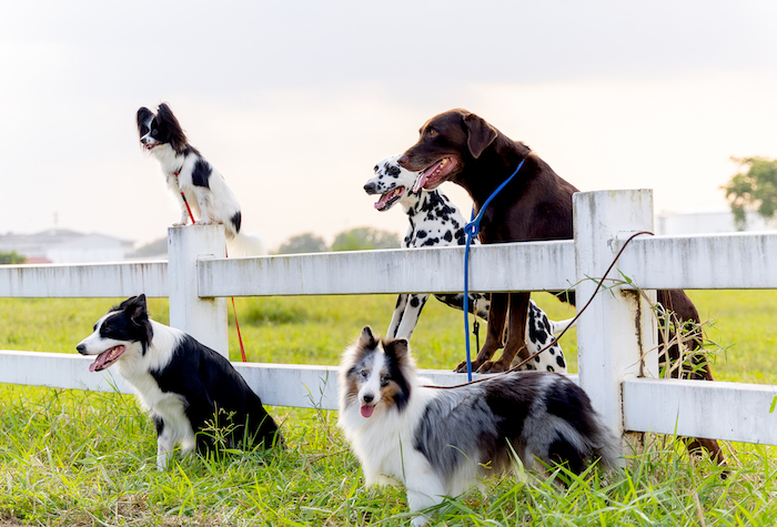 Group of five different dog breeds standing near the garden fence.