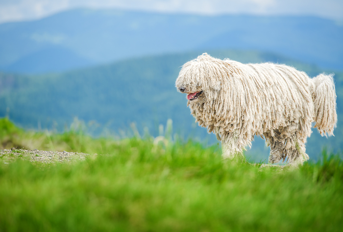 Puli dog wandering the hills.