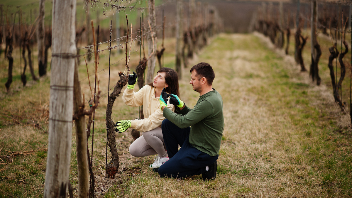 Couple working on vineyard in early spring.