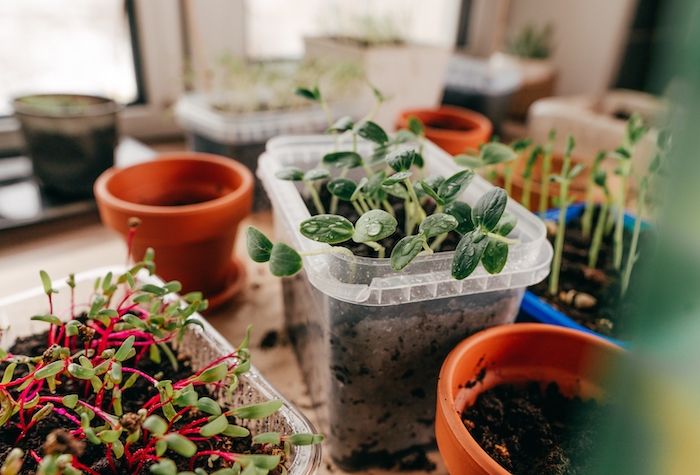 Cucumber sprouts growing in a plastic reusable container surrounded by other pots and containers with new sprouts.