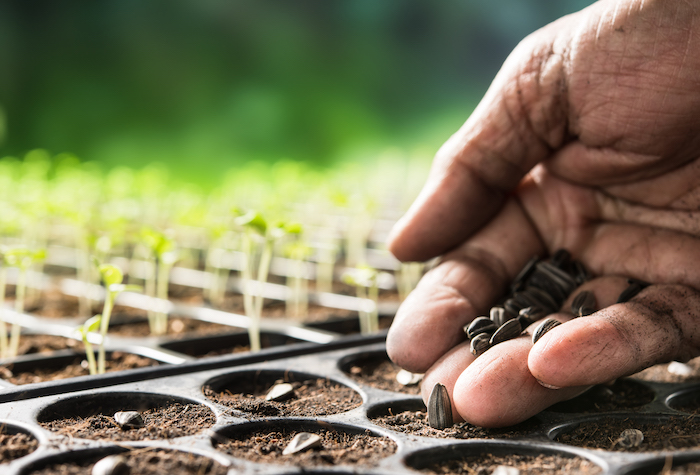 Farmer's hand planting seeds in soil inside indoor planting tray.