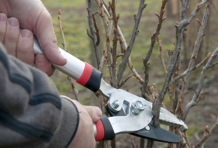 Man pruning a tree in the garden.