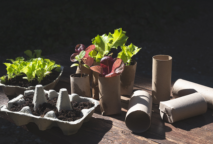 Seedlings in reused egg boxes and biodegradable pots made of toilet roll inner tubes with plants growing out the top.