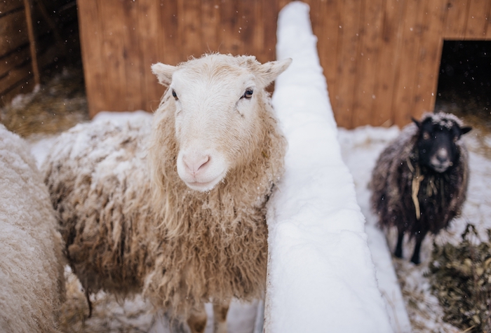 Sheep outside the barn in the snow during the winter. 