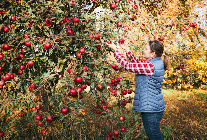 Woman picking ripe apples from an apple tree.