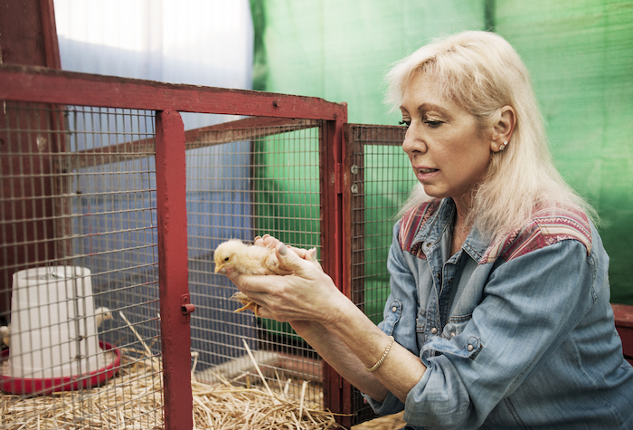 Middle aged woman putting a baby chick into its coop.
