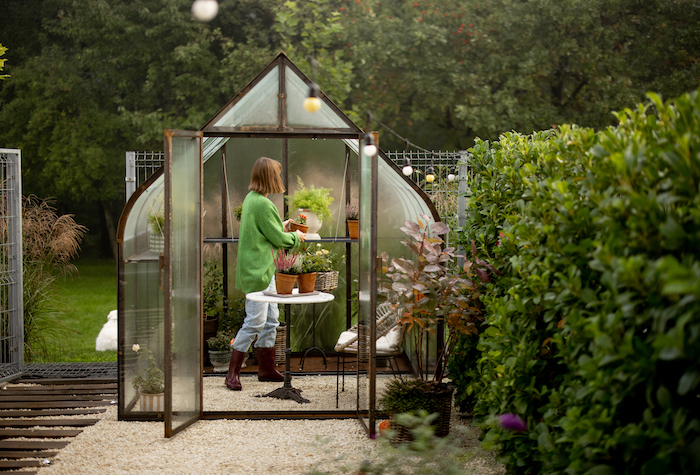 Young woman putting plant on shelf in tiny glass and metal greenhouse in the backyard. 