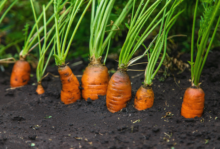 Carrots growing outside in the garden.