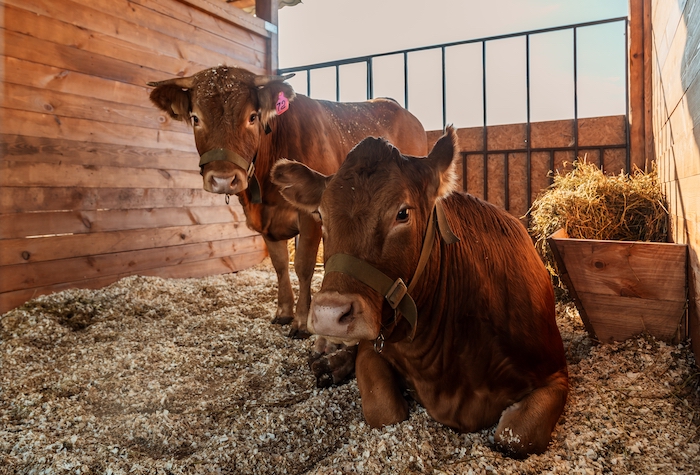 Two farm cows in a barn stall. One cow is lying on the ground.