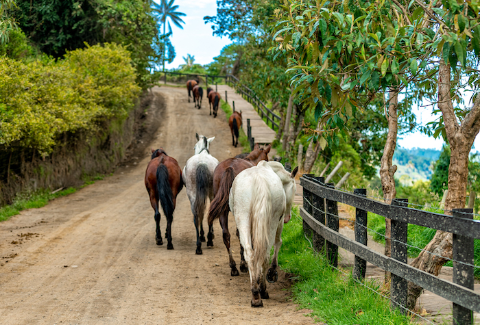 Horses running on a dirt road up a hill towards higher ground. 