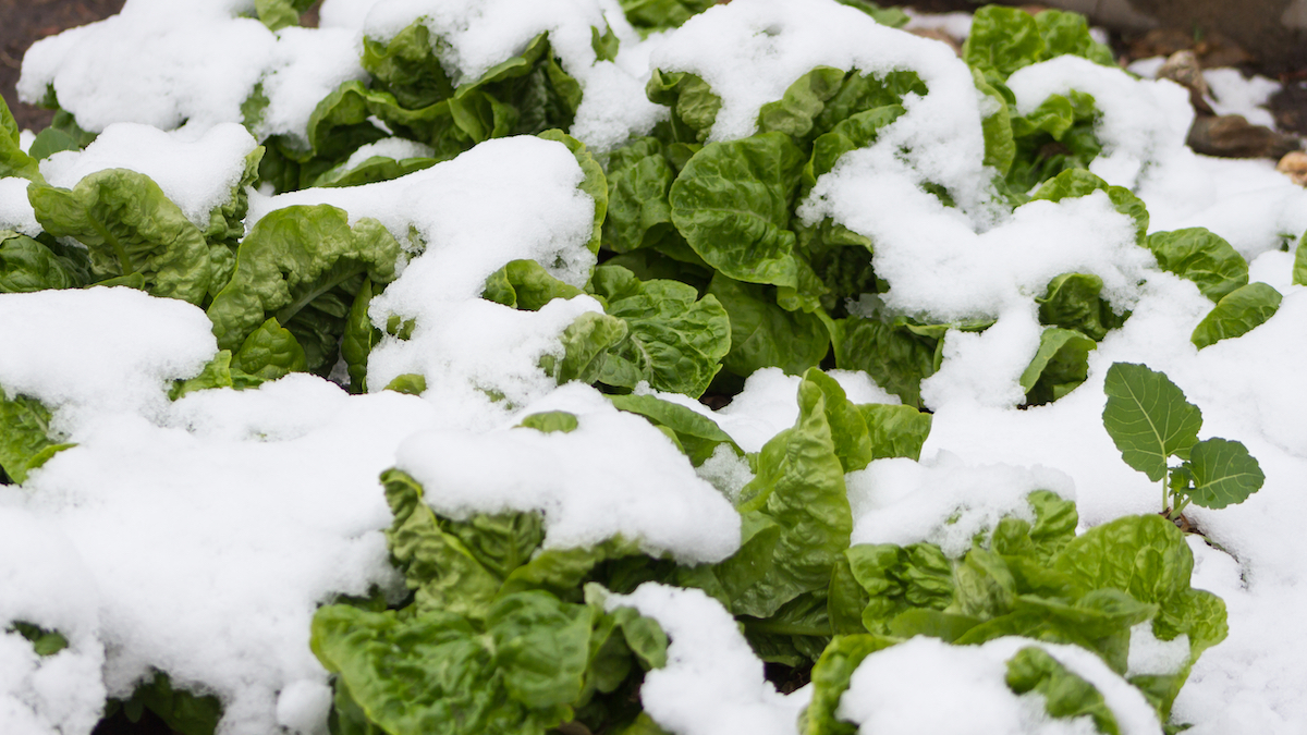 Lettuce crop covered in snow from a late frost.