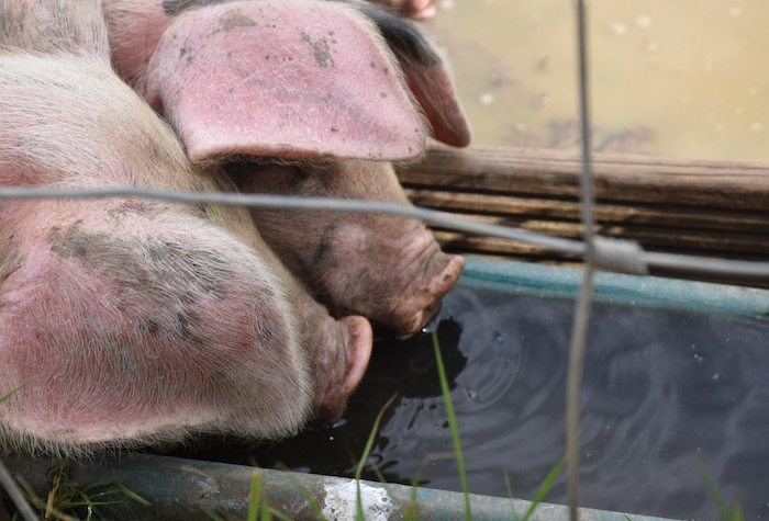 Pigs drinking out of a water trough behind a fence.