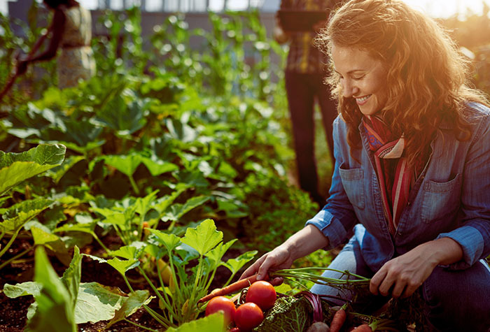 A woman in her garden picking carrots and tomatoes.