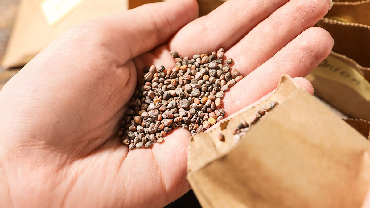 Person pouring seeds into their hand from a seed pouch.