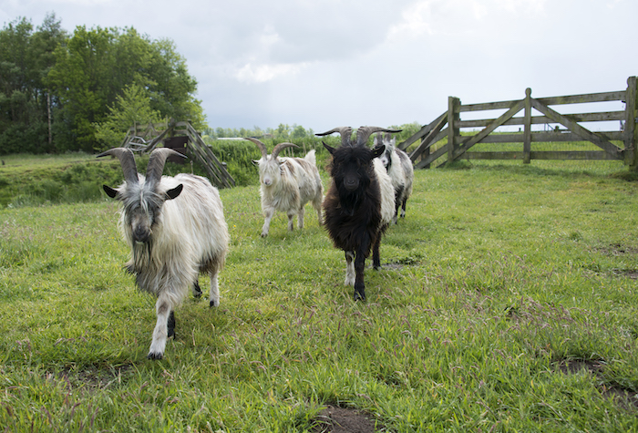 Three grazing goats in a green pasture. 