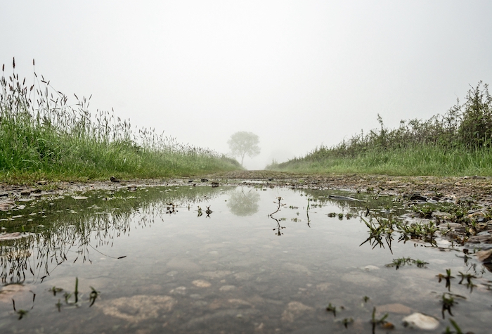 Puddle in a field.