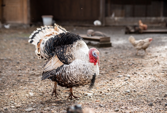 Turkey wandering through farm yard. 
