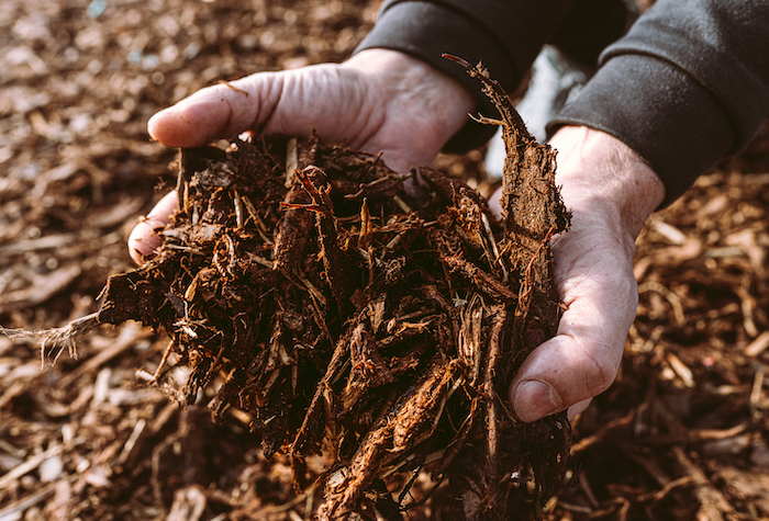 Person adding mulch to a garden.