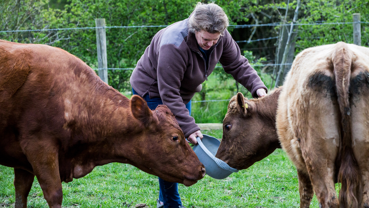 Woman feeding two brown cows on a farm.