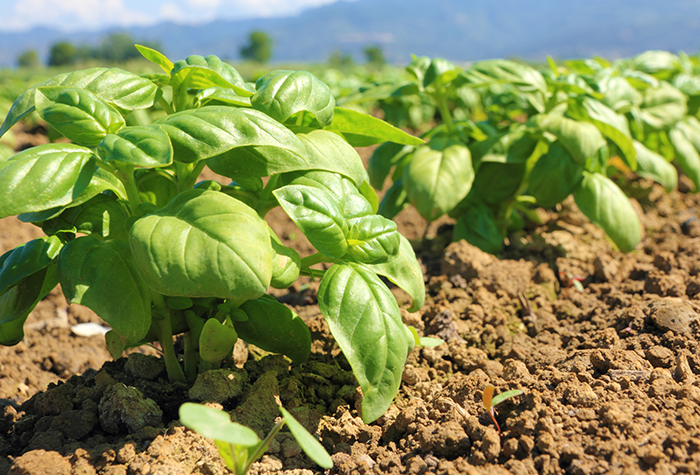 Basil plants planted in rows in a garden.