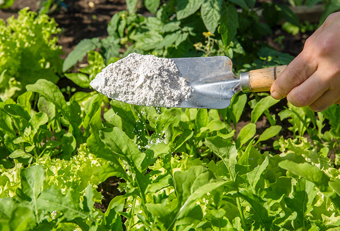 Person spreading diatomaceous earth in their garden.