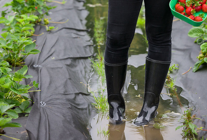 Person carrying strawberries through a flooded strawberry patch.