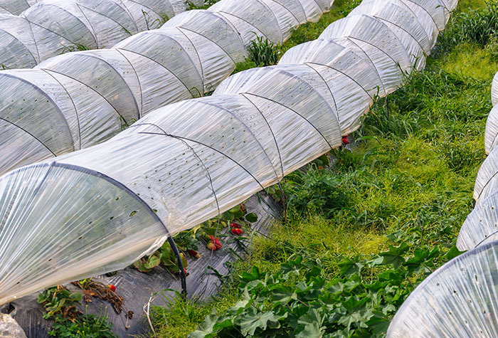 Plants covered with row covers to keep heavy rain from damaging the crops. 