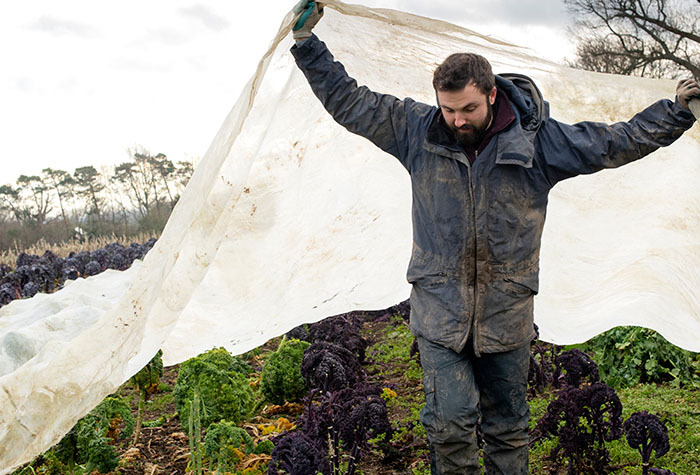 Man carrying a plastic tarp over crops to keep heavy rain from damaging them.