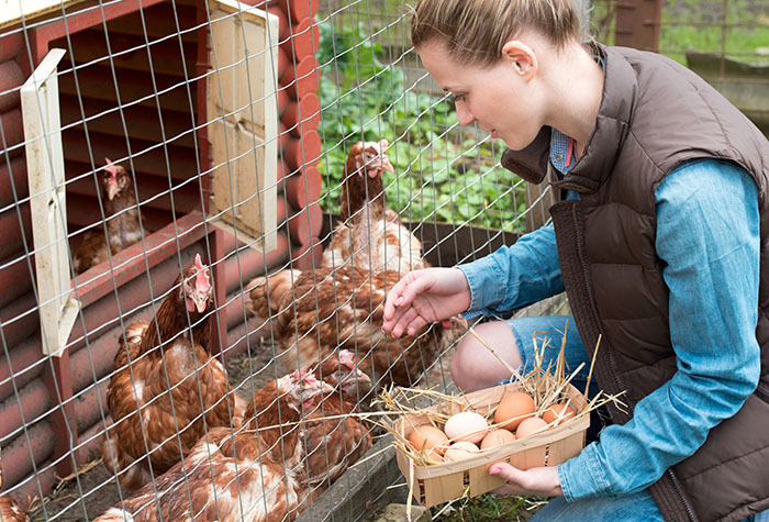 Woman gathering eggs from her chicken coop.