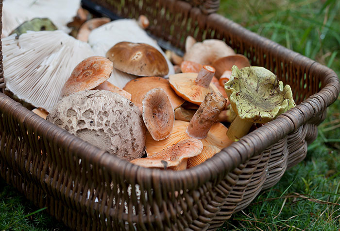 A brown basket filled with mushrooms that have been foraged in the woods. 