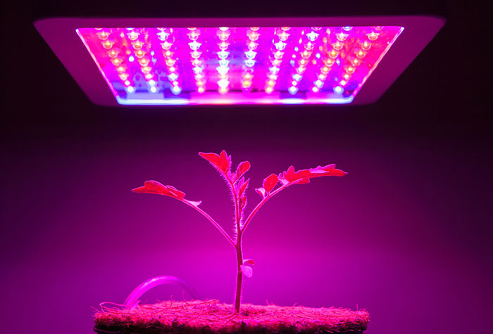 A plant growing under artificial light.