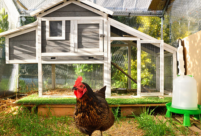 A chicken sitting alone in a chicken coop.