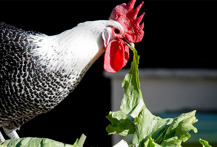 A chicken eating salad greens to distract it from other chickens.