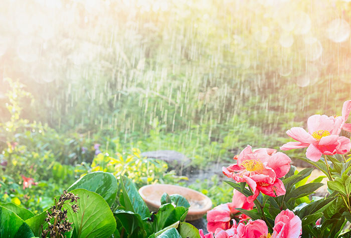 Rain falling on a flower garden.