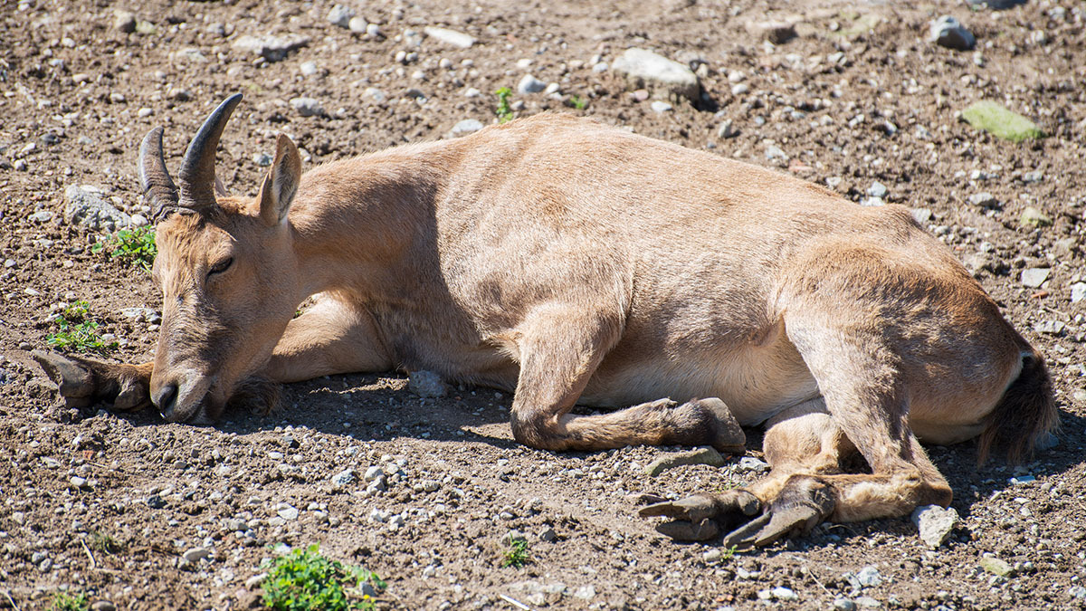 A goat lying on the ground sick.
