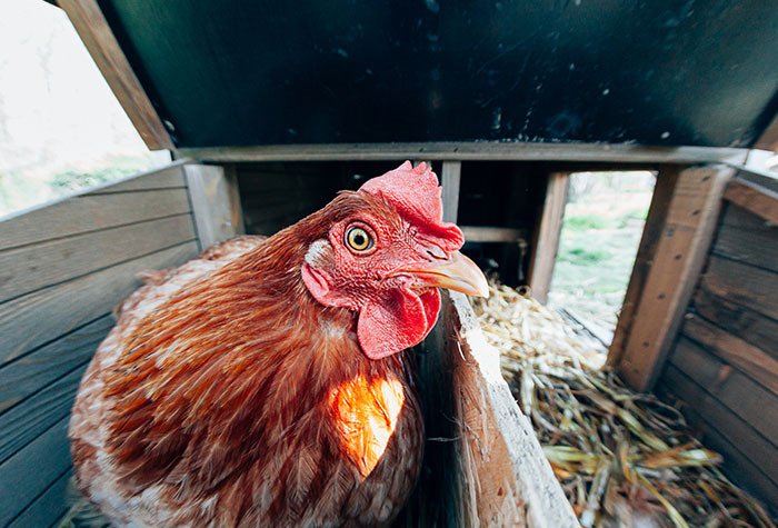 A chicken sitting in a chicken coop.