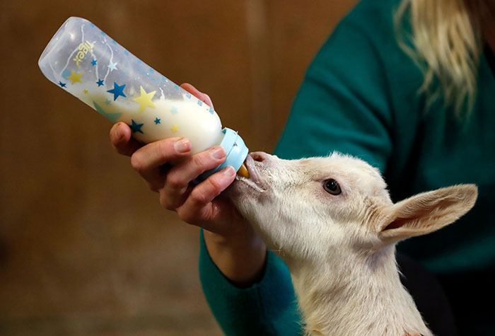 A woman feeding a goat from a bottle.