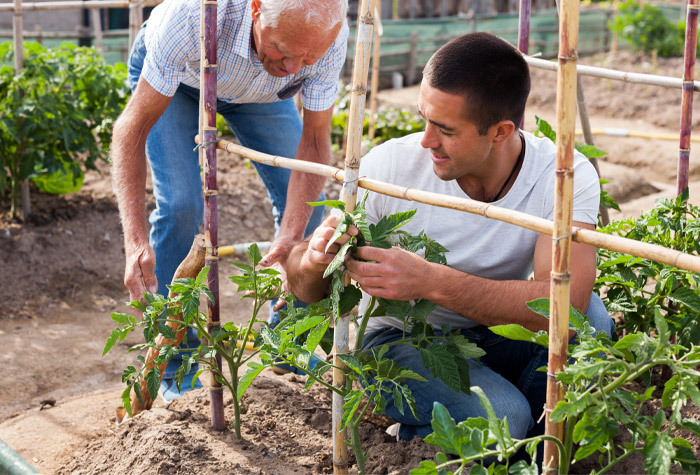 Two men growing plants up a homemade trellis.