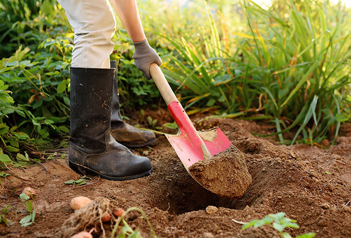 A person burying compost in the ground.