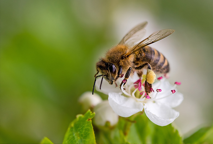 A bee landing on a blossom for pollinating.