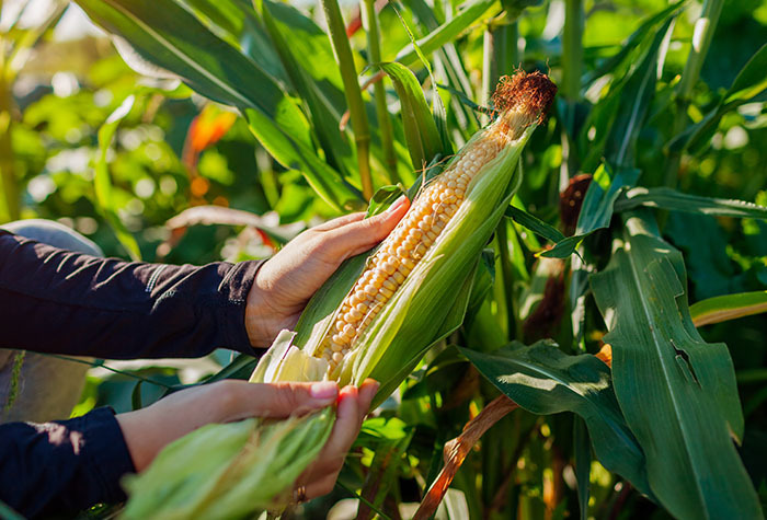 A person pulling an ear of corn off the stalk and peeling back the husk.