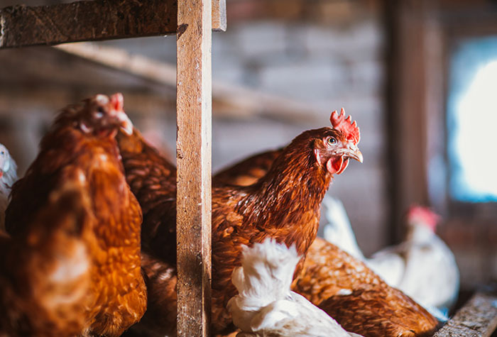 Chickens sitting in the coop.