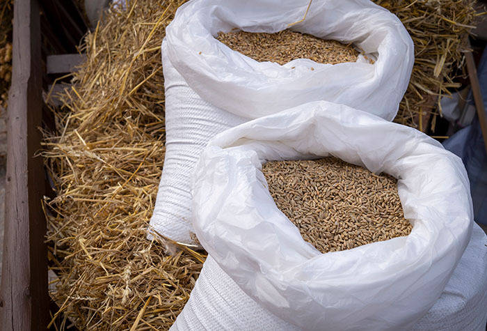 Bags of chicken feed open and ready to be used.