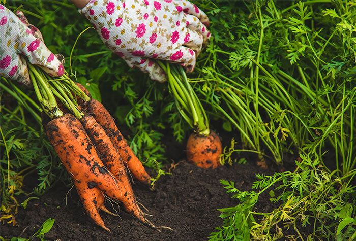 A person pulling carrots from the ground in their garden.